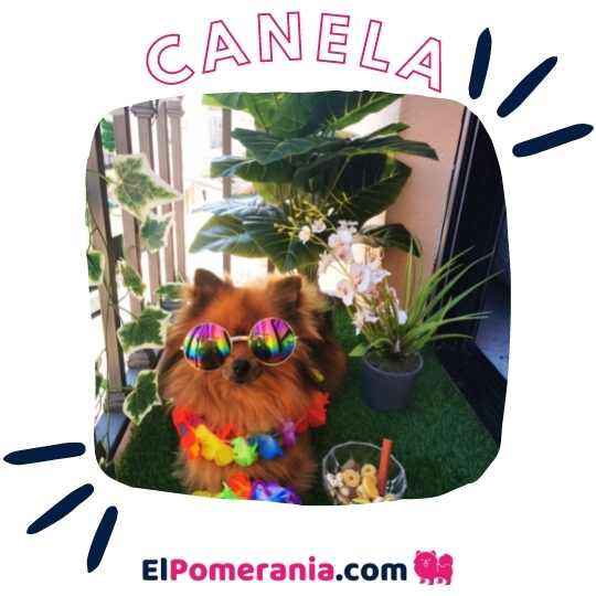 Canela con disfraz