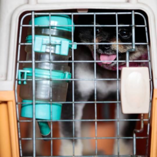 Cuánto tiempo puede estar solo un perro